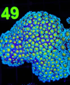 Wysiwyg Yellow Eye Blue Flowerpot Coral Colony (C148:A)