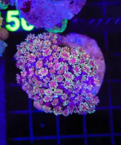 Wysiwyg Ultra Grade Flowerpot Coral Colony | not fully blooming | no DOA guarnatee (C149:A)