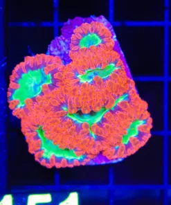 Wysiwyg Small But Ultra Grade Blastomussa Mini Colony (C151)