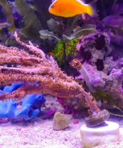 Wysiwyg Photosynthetic Gorgonian Large Colony (C151)