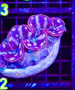 Wysiwyg Clam 3.5-4'' Length (C152)