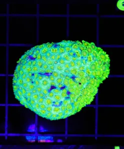 Wysiwyg Flowerpot Coral Colony (C153)
