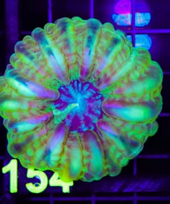 Wysiwyg Cynarina Coral (C154)