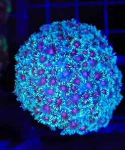 Wysiwyg Flowerpot Coral Colony (C155)