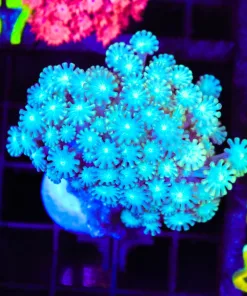 Wysiwyg Alveopora Coral (C156)