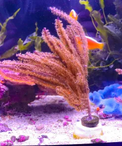 Wysiwyg Photosynthetic Gorgonian Large Colony (C156)