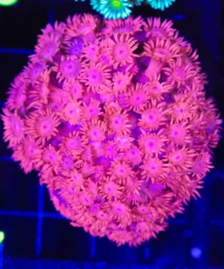 Wysiwyg Flowerpot Coral Colony (C157)