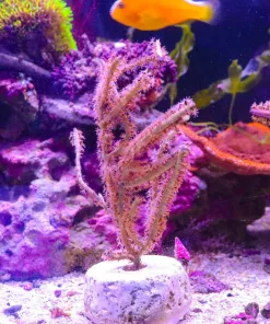 Wysiwyg Photosynthetic Gorgonian Large Colony (C157)