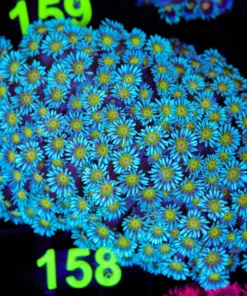 Wysiwyg Flowerpot Coral Colony (C158)