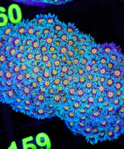Wysiwyg Flowerpot Coral Colony (C159)