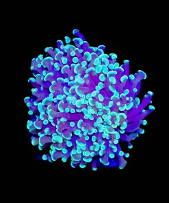 Wysiwyg Hammmer x Frogspawn Hybrid |Rare (C16)