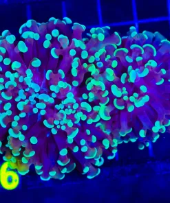 Wysiwyg Hybrid Hammer x Frogpsawn Colony (C16)