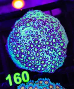 Wysiwyg Flowerpot Coral Colony (C160)