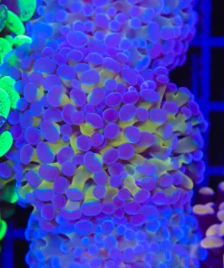 Purple Gold Hammer Coral Frag (C165:A)