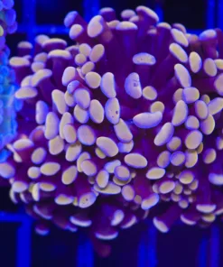 Rose Gold Hammer Coral Frag | Multi Head (C166:A)