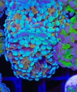 Aquaman Hammer Frag (C168:A)