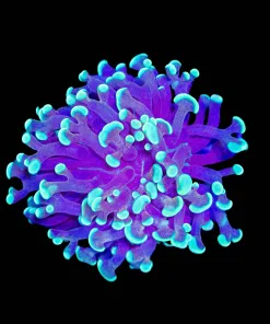 Wysiwyg Hammmer x Frogspawn Hybrid |Rare (C17)