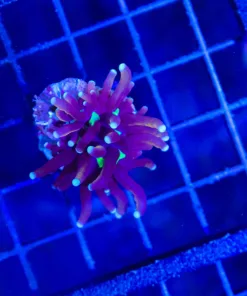 Wysiwyg TINY Torch Coral - no doa guarnatee | some tissue skeleton showing (C17)