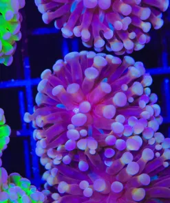 Rosebush Hammer Frag (C170:A)