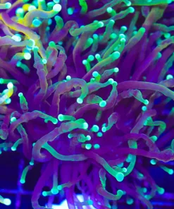 Purple Green Tip Torch Coral (C173:A)