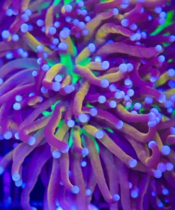 Green Gold Centre Torch Coral Frag (C175:A)