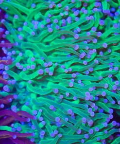 Pink Tip Hydra Torch (C177:A)
