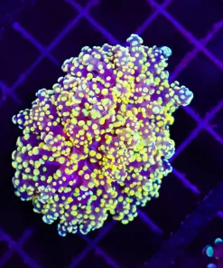 Wysiwyg Golden Octospawn Frag (C18)