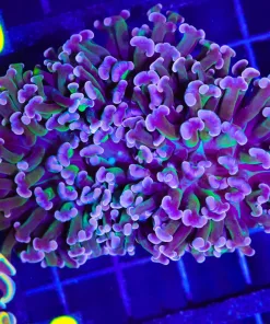 Wysiwyg Master Mango Hammer Coral Colony (C18)