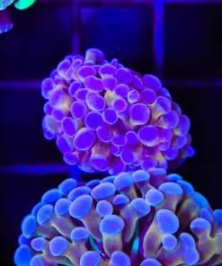 Wysiwyg Small Unique Hammer Frag (C19)