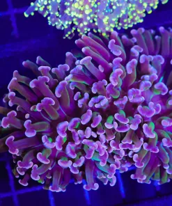 Wysiwyg Master Mango Hammer Coral Colony (C19)