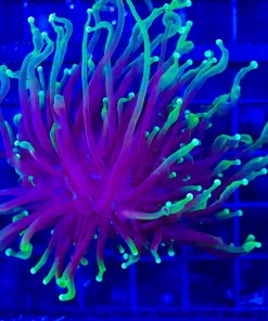Wysiwyg Torch Coral Frag (C2)