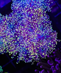 Wysiwyg 24k Octospawn Frag (C20)