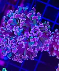 Wysiwyg Master Mango Hammer Coral Colony (C20)