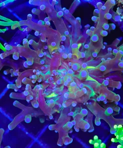 Wysiwyg Small Frogspawn Coral (C22)