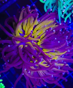 Wysiwyg Torch Coral Colony (C22)