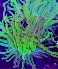 Wysiwyg Torch Coral (C23)