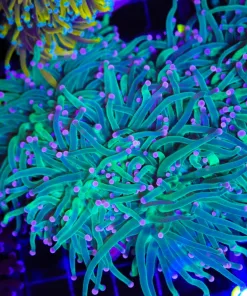 Wysiwyg X-Large Torch Colony (C23)