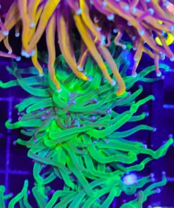 Wysiwyg Small Torch Coral (C24)