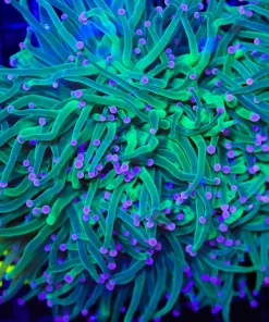 Wysiwyg X-Large Torch Colony (C24)