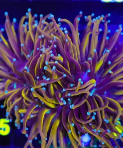 Wysiwyg Ultra Grade LARGE Golden Torch Coral Colony (C25)
