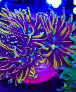 Wysiwyg Ultra Grade Torch Coral Colony (C25)