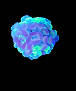 Wysiwyg Small Unique Hammer Frag (C26)