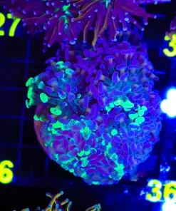 Wysiwyg Hammer Coral Colony (C26)