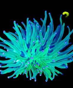 Wysiwyg Vibrant Torch Coral (C27)