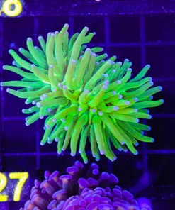 Wysiwyg Lemon Lime Torch Coral (C27)