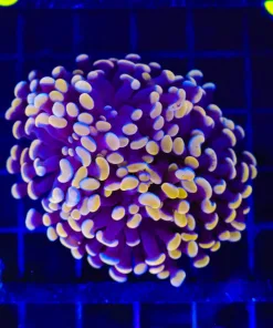 Wysiwyg Rose Gold Hammer Coral | 4 Heads (C28)