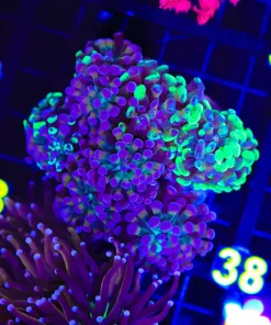 Wysiwyg Hammer Coral Colony (C28)