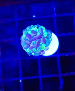 Wysiwyg Small Unique Hammer Frag (C29)