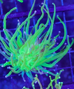 Wysiwyg Ultra Grade Torch Coral Frag (C3)