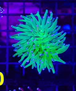 Wysiwyg Torch Coral (C30)